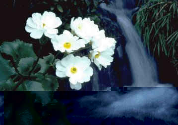 Mount Cook Lily (Don Hadden hadden@ihug.co.nz Copyright ©)